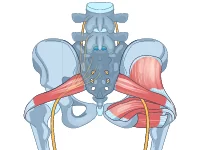 Hip Anatomy